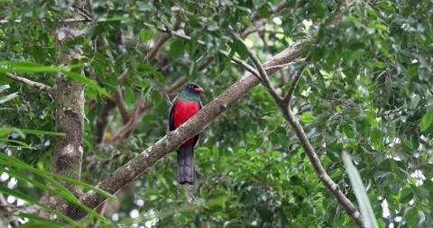 Collared trogon in the rainforest of Belize Stock-Footage 331575764