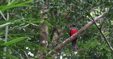 Collared trogon in the rainforest of Belize Stock Footage 331575799