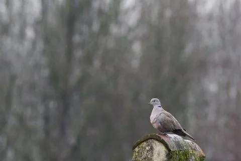  Collared turtle dove, Eurasatic dove, resting on a roof Tortora dal collare Stock Photos