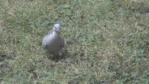 collared turtle dove feeding on the lawn Stock Video Pond5