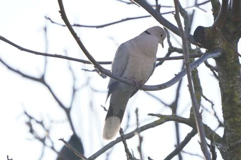 Collared White Bird Perch on Tree Branch Against Clear Sky Stock Photos