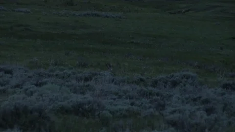 Collared Wolf Moving Through Brush in Yellowstone National Park Stock Footage 93519236