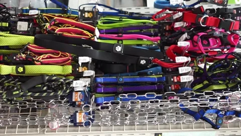 Collars and leashes for pets vertical video Stock Footage 260854422