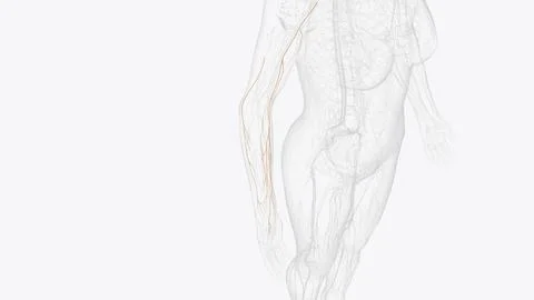Collateral branches of terminal right brachial plexus nerves Stock Illustration