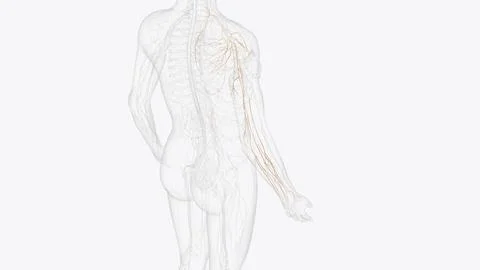 Collateral nerves of right upper limb Stock Illustration