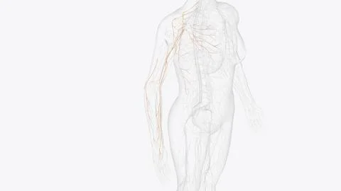 Collateral nerves of right upper limb Stock Illustration