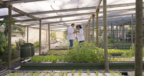 Colleagues in lab coats noticing seedlings, checking notes, monitoring hydro Stock Footage 338337906