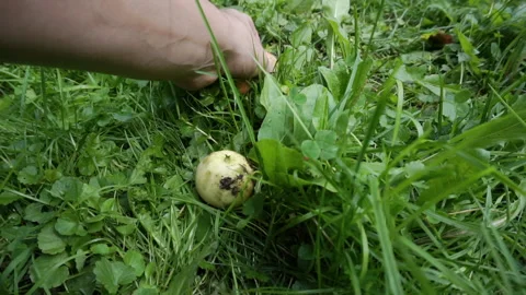 Collect apples from the ground. Stock Footage 163374833