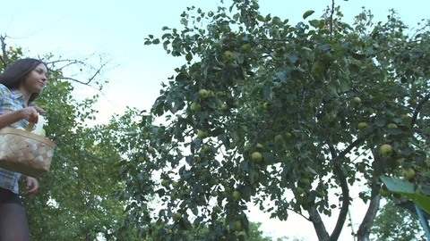 Collect apples. Slow motion. Video stock 70118943
