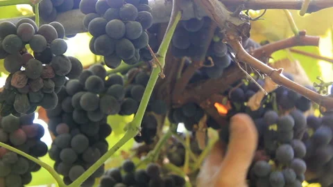Collect of black grapes Stock Footage 104719209