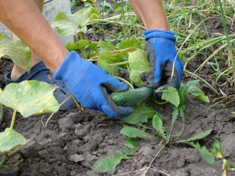 Collect cucumbers Foto stock