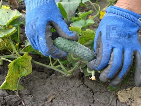 Collect cucumbers Stock Photos