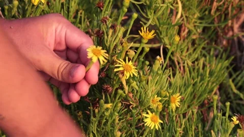 Collect flowers 2 Stock Footage 256238168