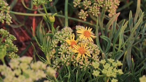 Collect flowers Stock Footage 256238211