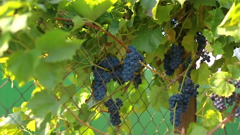 Collect of grapes grape Stock Footage 139297102