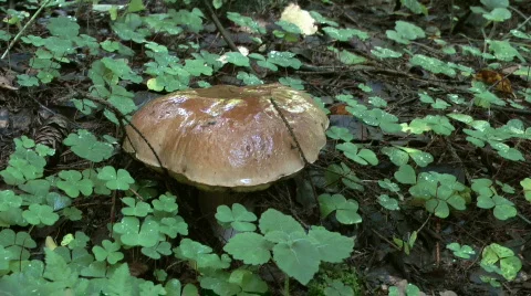 Collect the mushroom  Stock Footage 498551