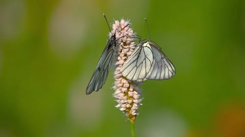 Collect nectar Stock Footage 66418778