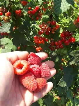Collect ripe raspberry berries. Raspberry berries on bush. Stock Photos