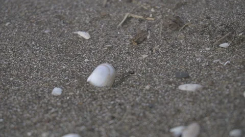 Collect shells on the beach Stock Footage 90499314