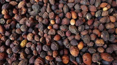 Collected Argan Oil Nuts Inside A Basket Stock Footage 314863935