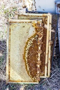 Collected beehive frames with caps, honey, bees Stock Photos