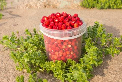 Collected berry Foto stock