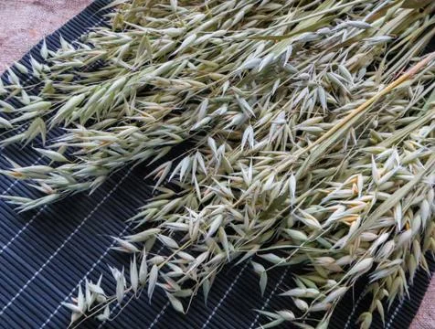 Collected branches of oats lying on the table. Stock Photos