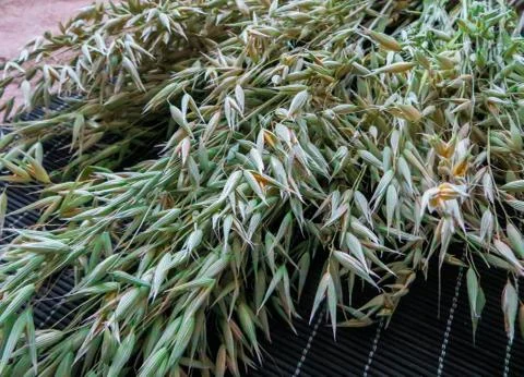 Collected branches of oats lying on the table. Stock Photos