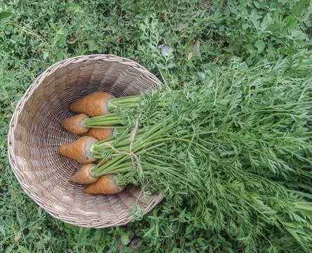 Collected carrots from the bed. Stock Photos