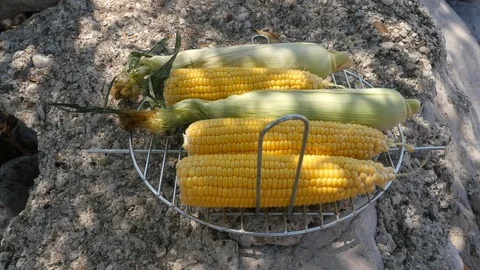 Collected ears of corn on the grill Stock Footage 116524240