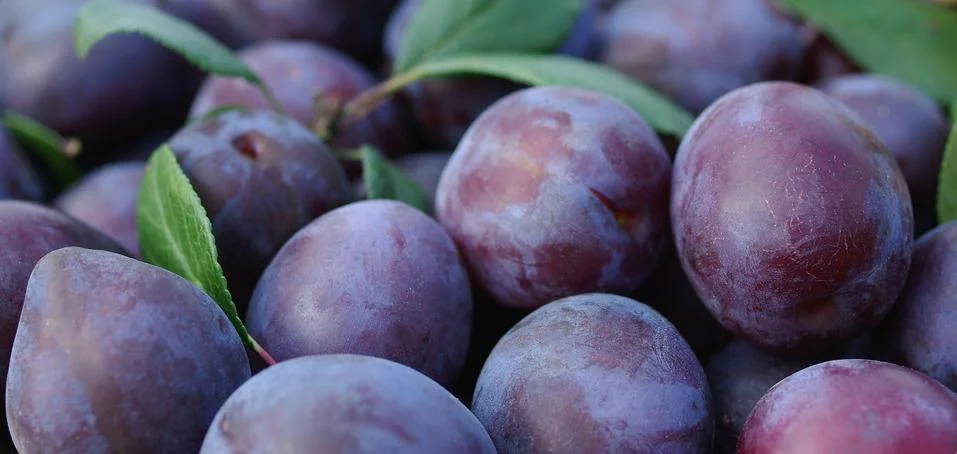 Collected fruit is briared. Stock Photos