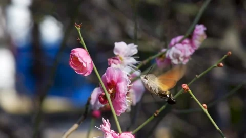 Collected pollen in the flowers of the long-lived moth Stock Footage 150133573