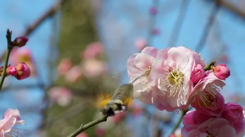Collected pollen in the flowers of the long-lived moth Stock Footage 150133580