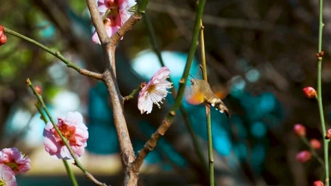 Collected pollen in the flowers of the long-lived moth Vídeo Stock 150133860