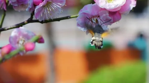 Collected pollen in the flowers of the long-lived moth Vídeo Stock 150134115