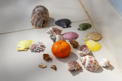 Collected shells on the beach, beach vacation concept and mandarin. Stock Photos