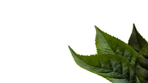A collected tea leaves Stock Illustration