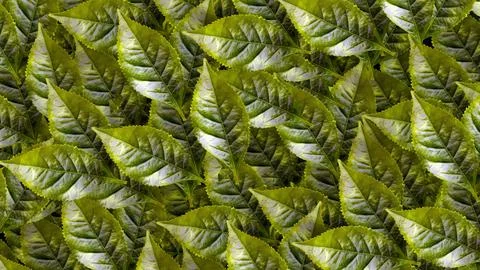 A collected tea leaves Stock Illustration