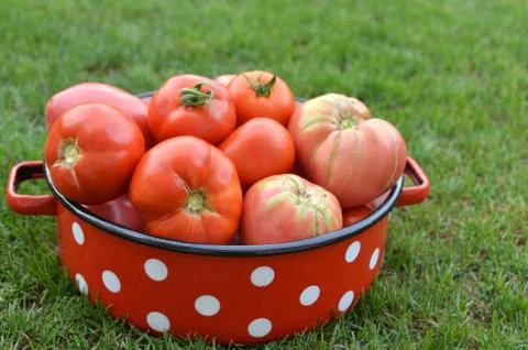 Collected tomatoes in a red pot Stock Photos