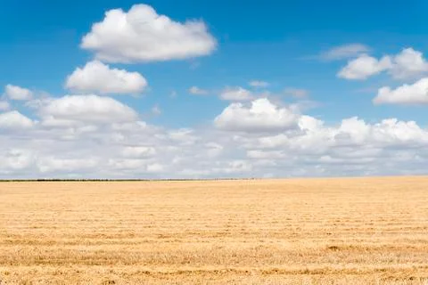 Collected wheat field Stock Photos