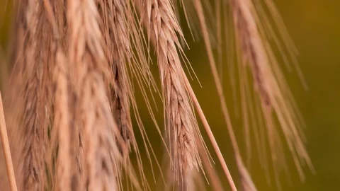 Collected wheat, rye flakes background. Organic food. Organic flour basement Vídeos de archivo 108252540