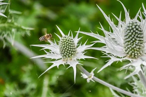 Collecting bee pollen Stock Photos