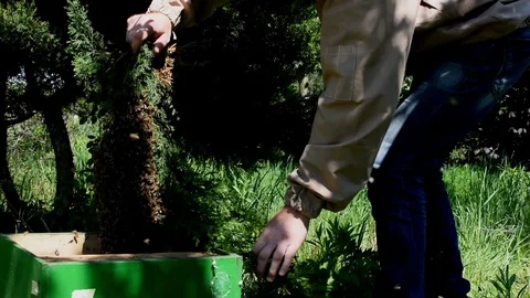Collecting a bee swarm Video stock 107828280