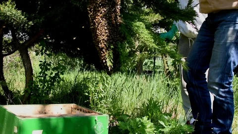 Collecting a bee swarm 스톡 동영상 107828312