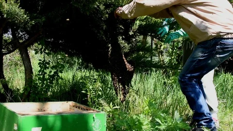 Collecting a bee swarm Video stock 107828431