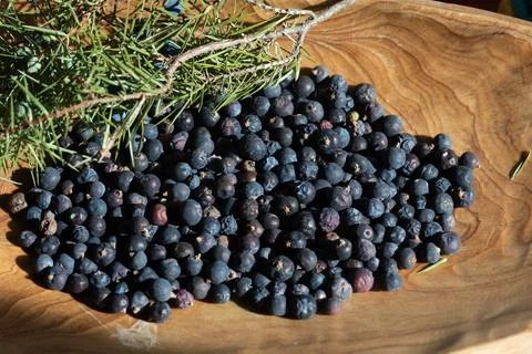 Collecting berries of Juniper from nature, Juniperus communis Stock Photos