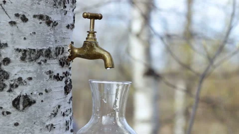 Collecting birch sap Stock Footage 150643178