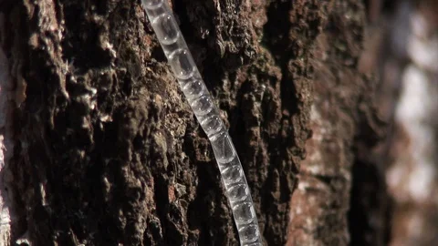 Collecting birch sap in the forest. Stock Footage 125922065