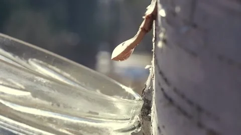Collecting birch sap in the forest in spring Close-up. Useful birch sap. Drop Stock Footage 194967421