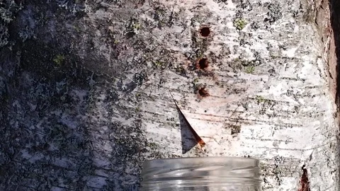 Collecting birch sap in the forest in spring Close-up. Useful birch sap. Drop Stock Footage 194968025